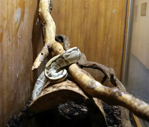 Zooloji salonunda doldurulmuş hayvan örnekleri