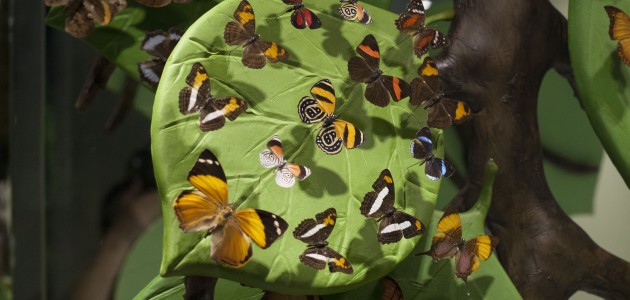 Zooloji salonunda doldurulmuş hayvan örnekleri